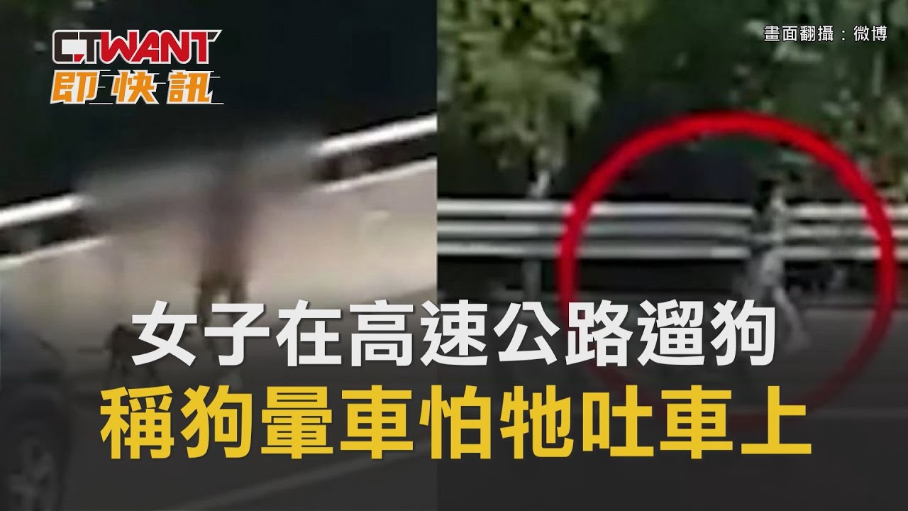圖說-女子在高速公路遛狗　被逮竟稱「狗兒暈車」：怕牠吐車上