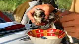 preview picture of video 'Faucon kobez (Falco vespertinus) pully'