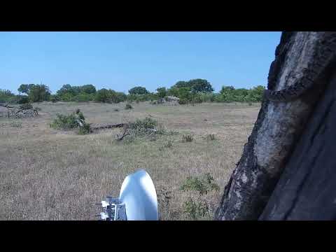 Djuma: Snake on cam tree-quick view when cam was on patrol - 09:30 - 11/28/2023