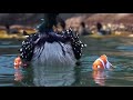 Finding Dory Telugu Dubbed Movie 02