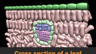 CrossSection of leaf.mov