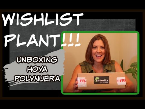 WISHLIST PLANT!!!!  ILL Exotics Unboxing/ Hoya Polynuera