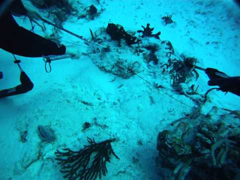 Cozumel Spearfishing - Lionfish Double Tap