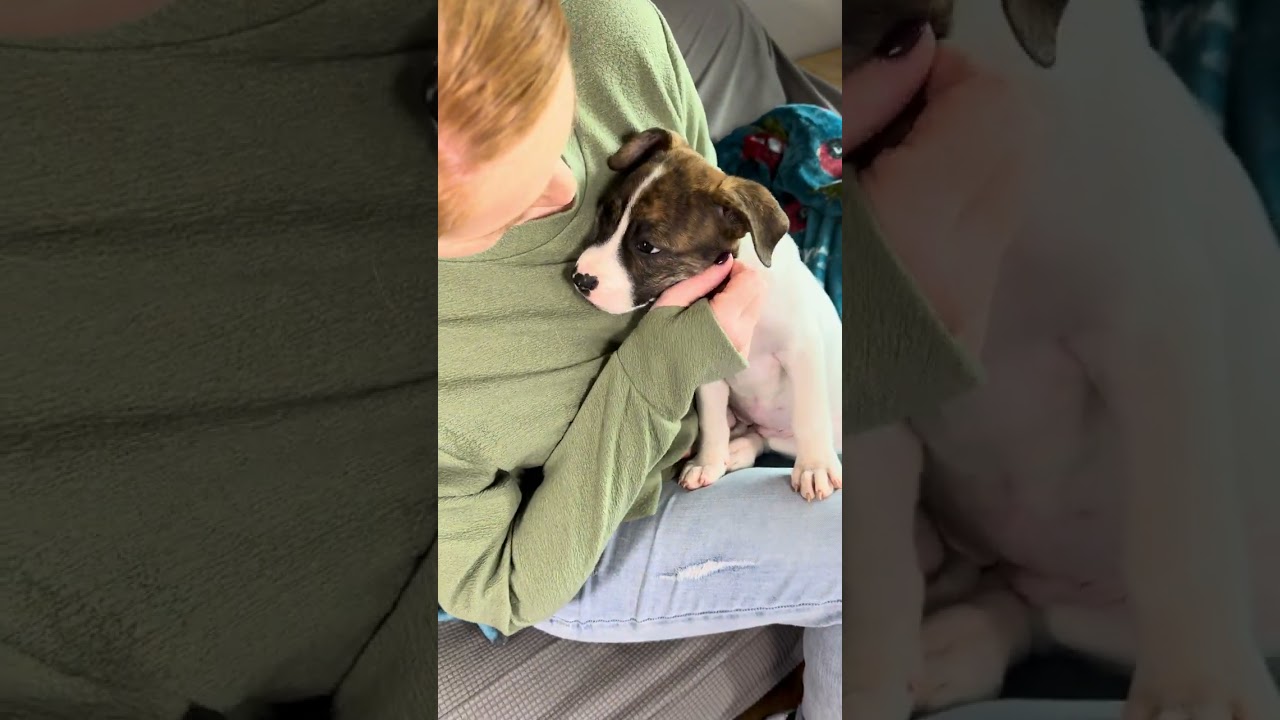 Kinsey, a ADOPTABLE mixed breed in Franklin, TN video 6/6