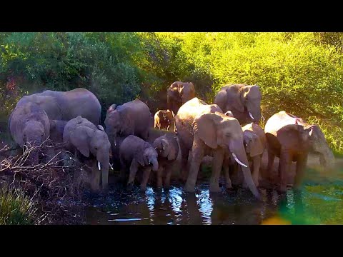 An Elephant Herd Drinks at Kwa Maritane 🐘