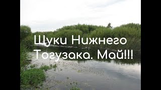 Клев рыбы в варне челябинской области