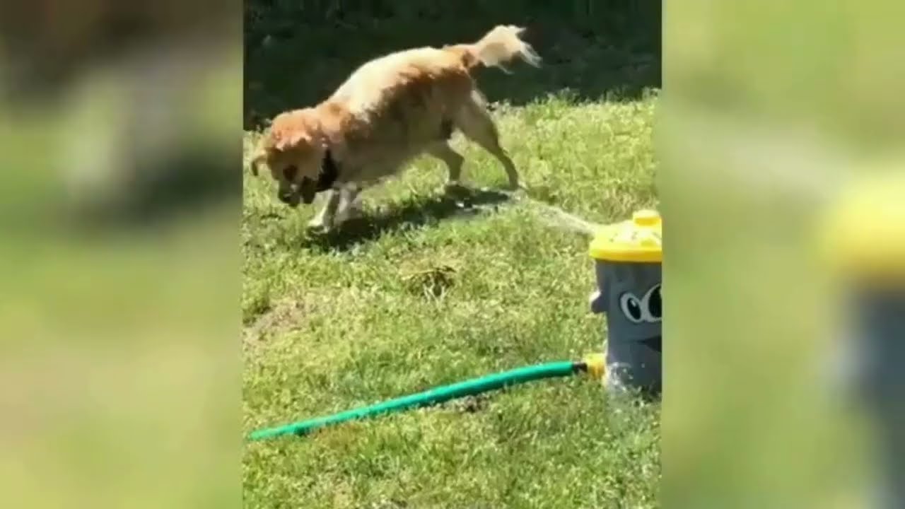 Psie wygłupy – 10 minut śmiechu non stop! 🐶🤣