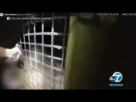 Body-cam video released from tiger attack at zoo in Naples, Florida | ABC7