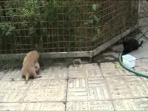 My dog's playfulness - Payam Khalajjj