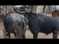 Big Bull Pregnant Little Murah Buffalo Animal Meeting Breeding Season