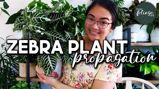 How to Propagate a Zebra Plant (Aphelandra Squarrosa)