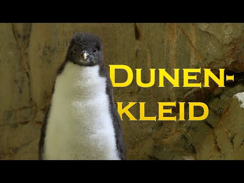 Ein halbes Dutzend Felsenpinguin-Küken I Tiergarten Schönbrunn