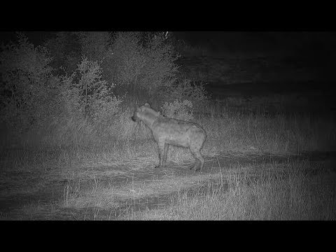 Djuma: Lone Hyena walking up the road - 18:49 - 06/18/19