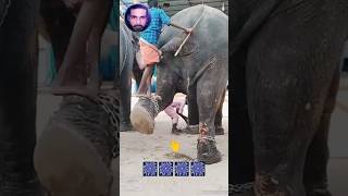 🪀elephant man🚯#shorts🪀#elephant🍎