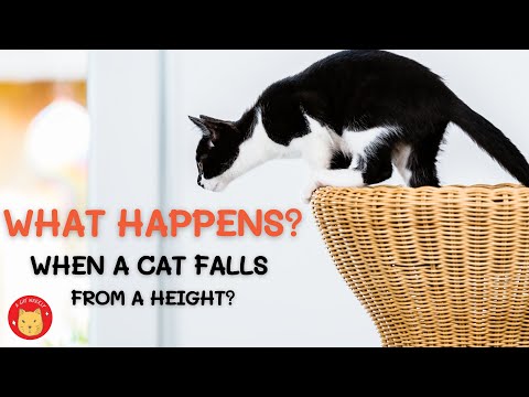 What happens when a cat falls from a height?