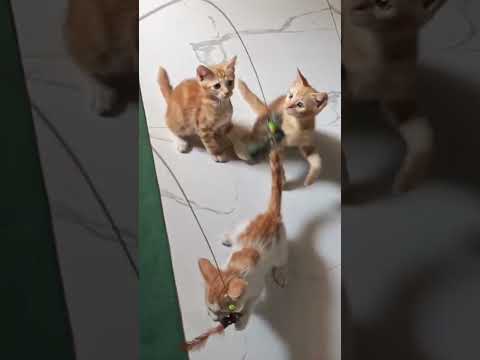 Funny Cat's Moments 😹|Must Watch!"#KittenPlay