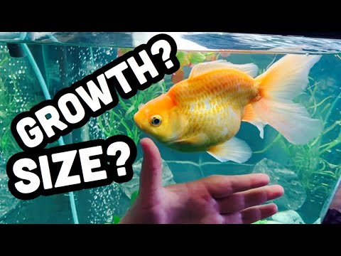 , title : 'Fantail Goldfish Growth & Full Size?'