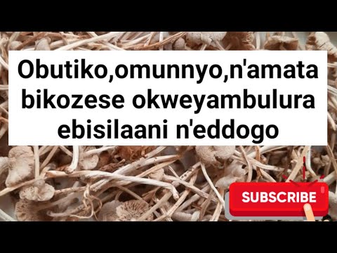 Obutiko obubaala bukozese bwooti okufulura n'okweyambulura eddogo @SSENGABIROOTONEDDAGALA
