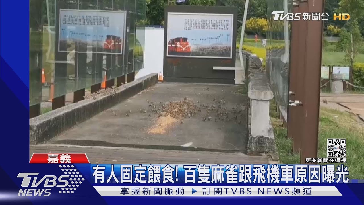 「百鳥朝鳳」公園版!百隻麻雀跟飛機車 原因曝光恐觸法