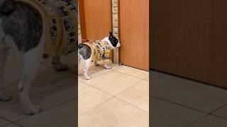 耳を澄ますフレブル