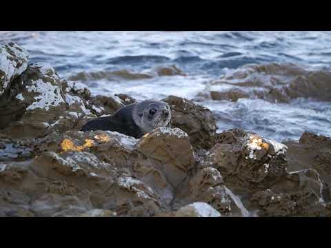Seal pup in Island bay marine reserve #1