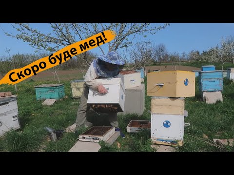 Мёд с пыльцой и прополисом 0,5л *Витаминная БОМБА* - фото 2 - id-p1572338457