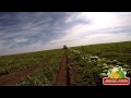 Уражай арбуза 70 тонн на капельном орошении 