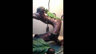 Baby Green Iguana Taming