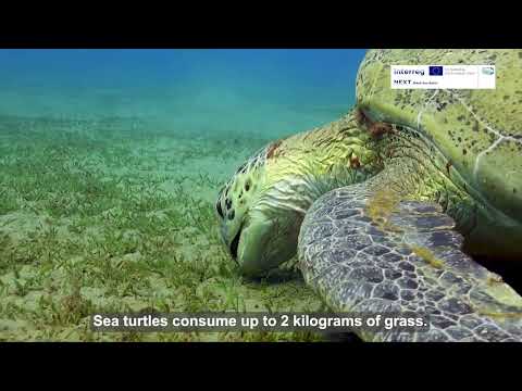Seagrass Meadows - The Source of Life in the Black Sea