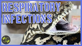 Respiratory Infections in Snakes - Signs, symptoms and treatment