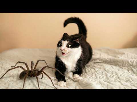 Cats Causing Chaos 😹 | Hilarious Cat & Wild Animal Encounters 2026