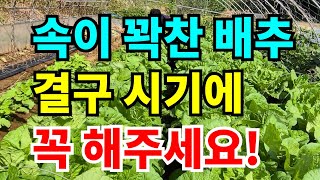 김장배추 결구시기 이것은 꼭 주세요! 맛있고 단단한 배추 꿀팁! 같이해줘야하는 중요한 한바지 더!