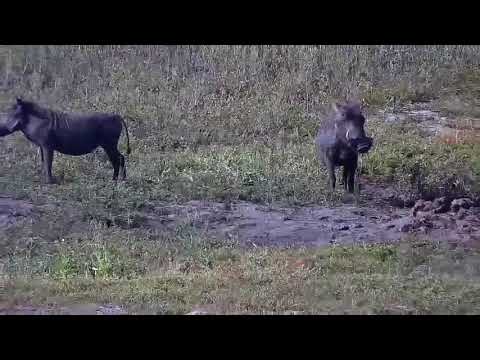 Djuma: Warthog mom and two piglets - 16:03 - 12/30/21