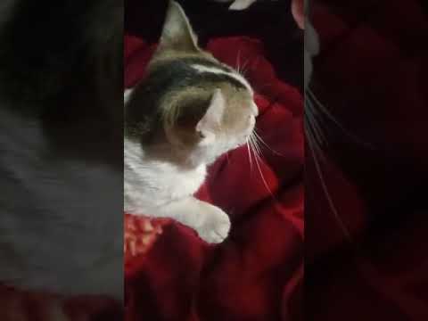 Ultimate Cat Compilation Hilarious Moments & Cute Reactions!