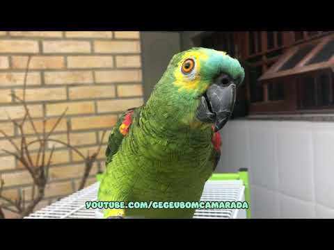 Ageu Parrot 🦜 Talking a lot!