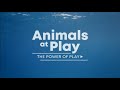 The Power Of Play Animals At Play 2019 S1E1 BBC Documentary