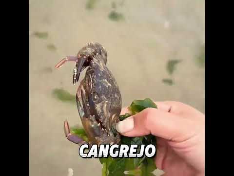 Del océano a la mesa: ¡Forrajeando en la playa con mi perro! 🦀🍝