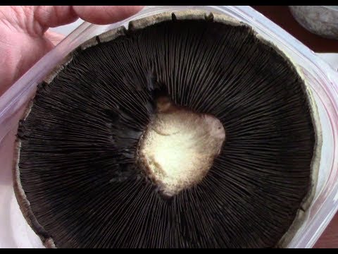download lagu mp3 mp4 How To Grow Portobello Mushrooms, download lagu How To Grow Portobello Mushrooms gratis, unduh video klip How To Grow Portobello Mushrooms