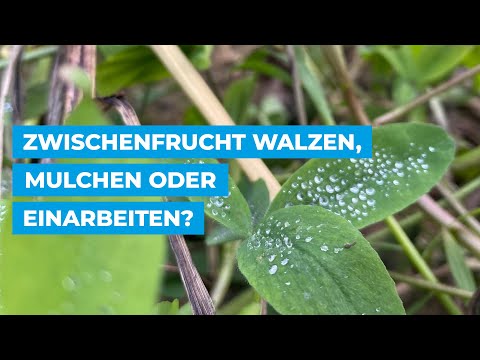 Zwischenfrucht walzen, mulchen oder einarbeiten?