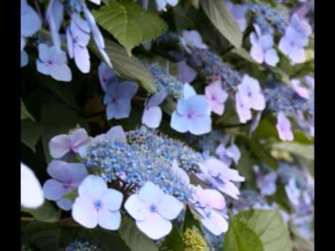 ラッパで「Serenade to Spring」、、、