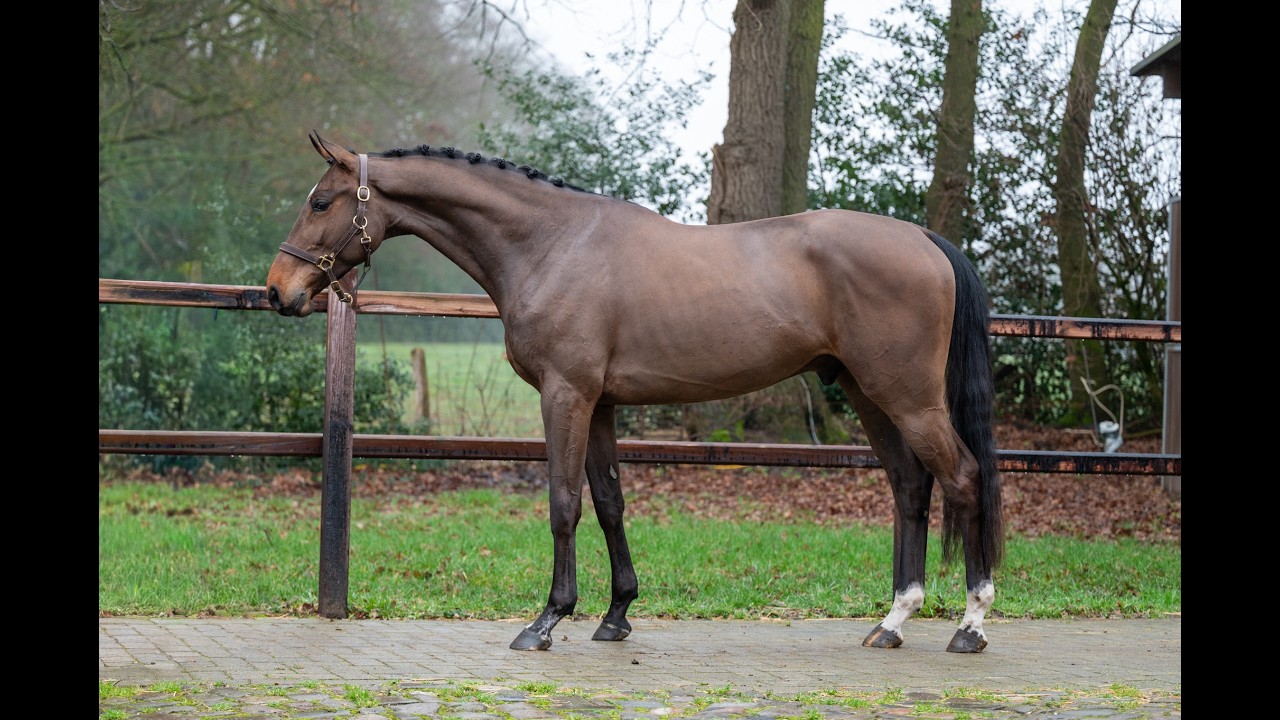 Wilko vh Vennehof (EL BARONE 111 Z  x GAME DOY D'10) video 1