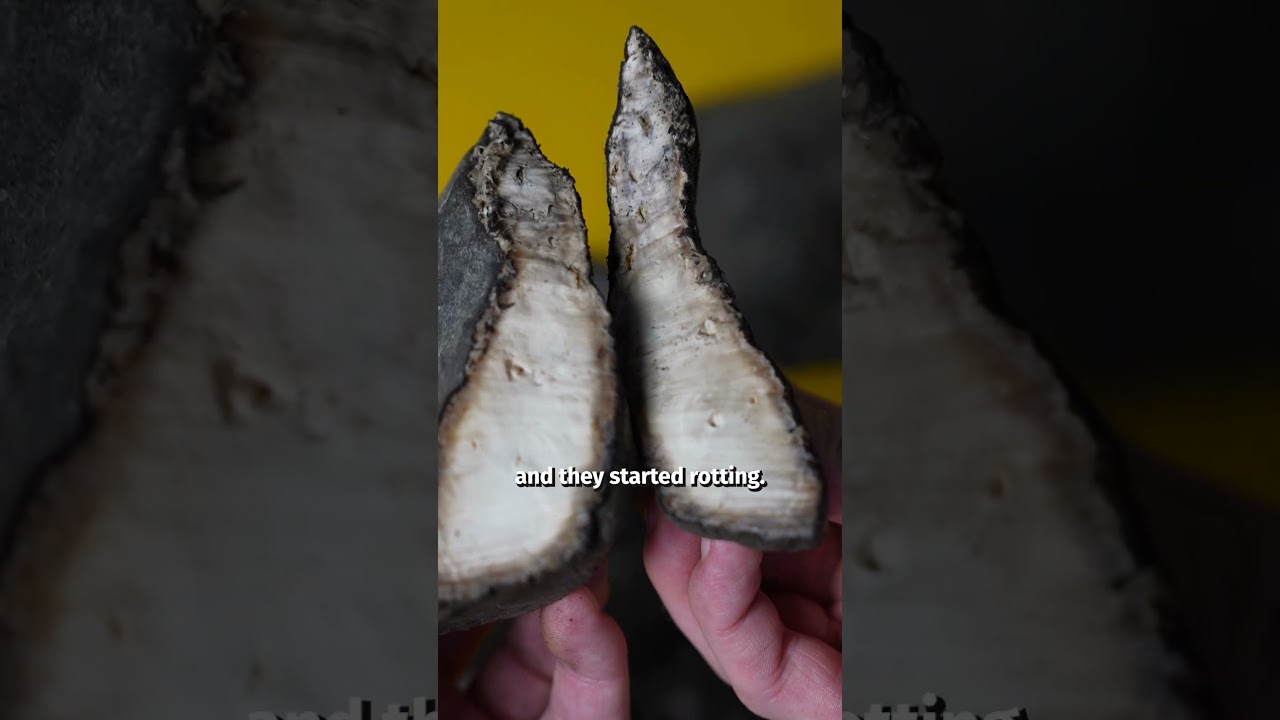 The Surprising History of Rubber: A Deeper Look