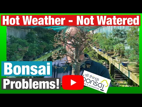 Bonsai not watered - Is it dead? How to save a sick tree in hot weather
