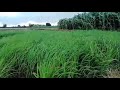 Khet Ka Video Status