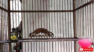 Download lagu TEMBAKAN SOGON BETINA ISIAN KENARI BAGUS UNTUK MASTERAN mp3