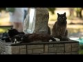 700 cats.mov