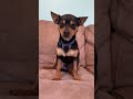 Video thumbnail 6 — Louie Sep 26