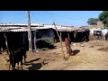 Matar Mahelaj Kheda By Road On The Bike Of Yunusbhai