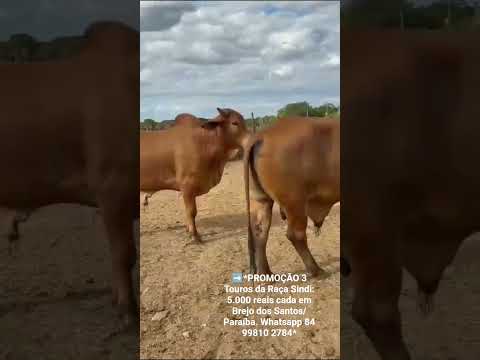 3 Touros da Raça Sindi: 5.000 reais cada em Brejo dos Santos/ Paraíba. ZAP 84 99810 2784* #gado