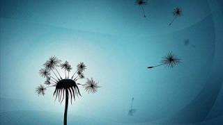 Dandelion Dreams